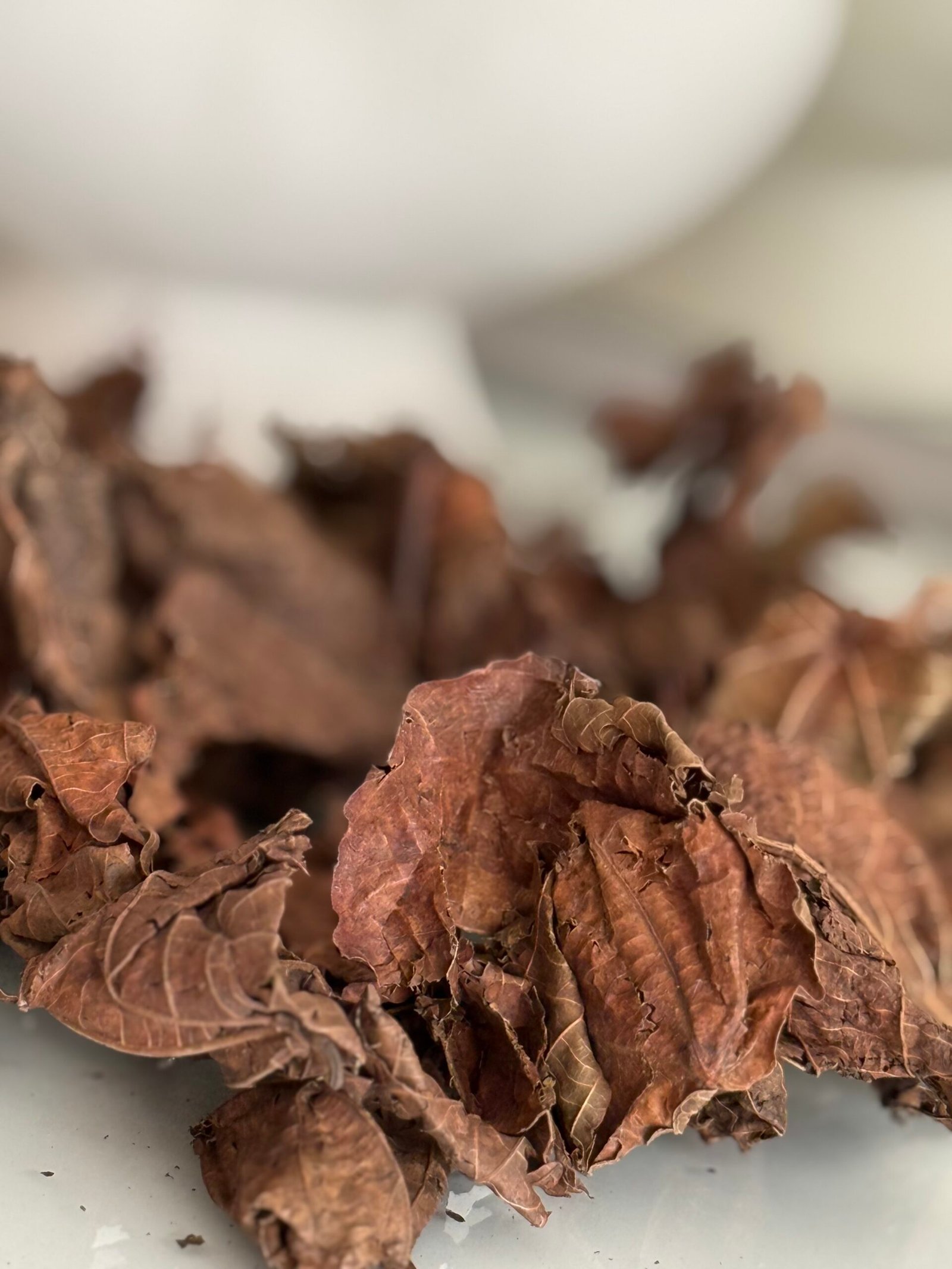 Feuille de Djéka